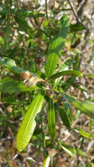 Hibbertia coriacea image