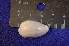 Cryptospira tricincta