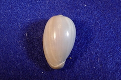 Cryptospira tricincta