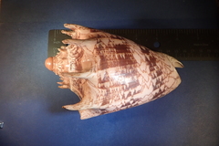 Cymbiola imperialis