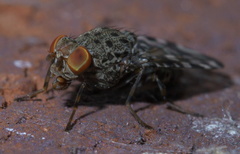 Pseudotephritis approximata