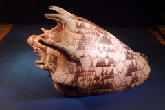Cymbiola imperialis