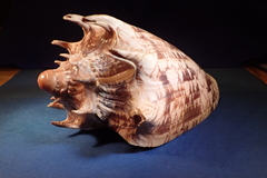 Cymbiola imperialis