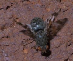 Pseudotephritis approximata