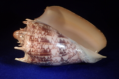 Cymbiola imperialis