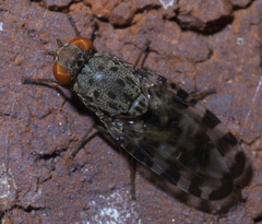 Pseudotephritis approximata