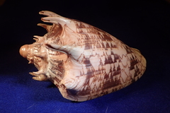 Cymbiola imperialis