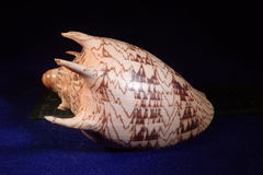 Cymbiola imperialis