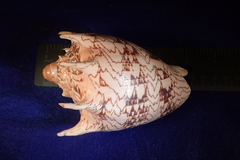 Cymbiola imperialis