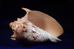 Cymbiola imperialis