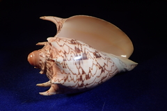 Cymbiola imperialis