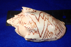 Cymbiola vespertilio