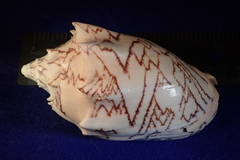 Cymbiola vespertilio