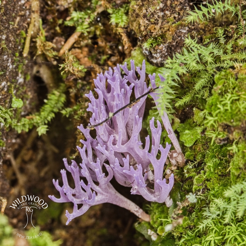 Ramariopsis pulchella · September 2025 · photo: © robbiebgraham (iNaturalist, cc0)
