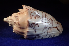 Cymbiola vespertilio