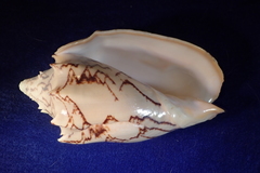 Cymbiola vespertilio