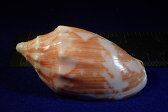 Cymbiola vespertilio