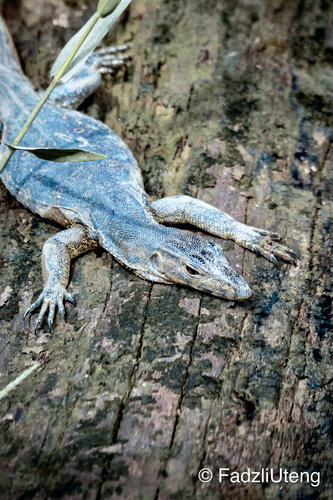 Common Water Monitor