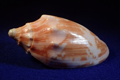 Cymbiola vespertilio