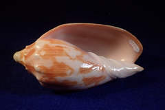 Cymbiola vespertilio