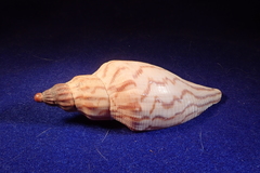 Fulgoraria rupestris