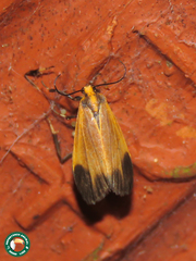 Lycomorphodes
