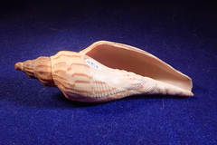 Fulgoraria rupestris