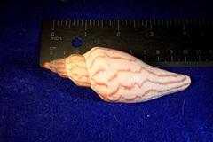 Fulgoraria rupestris