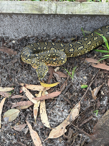 Diamond Python sighting