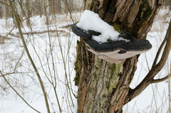 Phellinus nigricans
