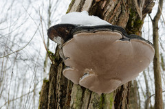 Phellinus nigricans