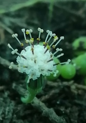 Curio rowleyanus