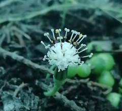 Curio rowleyanus