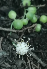 Curio rowleyanus