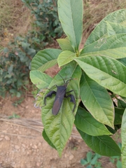 Anoplocnemis curvipes