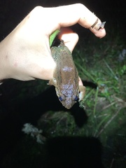 Leptodactylus wagneri