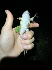 Leptodactylus wagneri