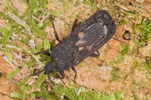 Ctenoneurus observed 2025-09-29