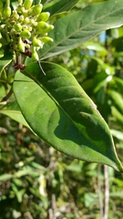 Rauvolfia