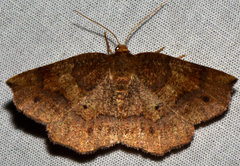 Metarranthis angularia