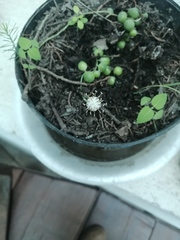 Curio rowleyanus
