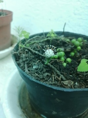 Curio rowleyanus