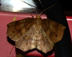 Metarranthis angularia