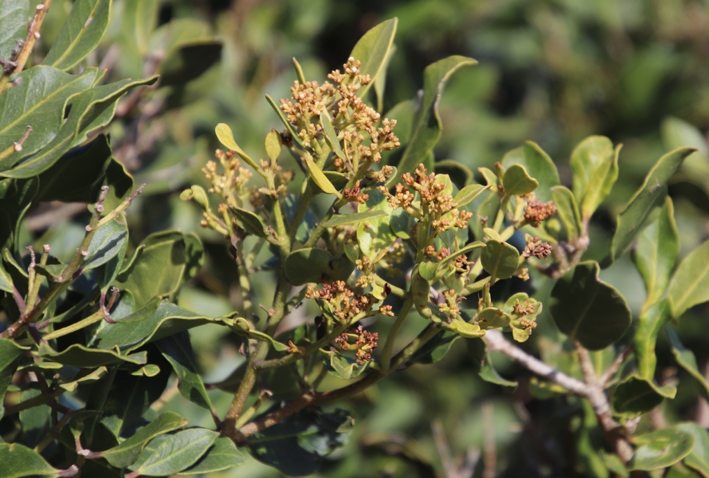 Ironwood (Knysna - Locally Indigenous Trees Available in the Trade ...