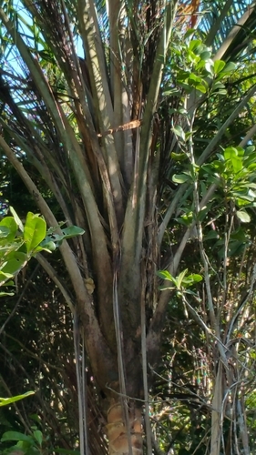 Ravenea sambiranensis