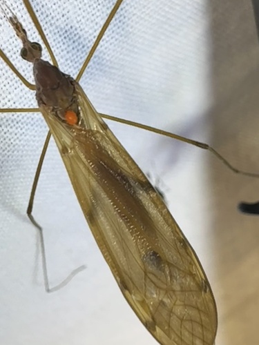 Unknown species found near LaBagh Woods, Chicago, IL, US