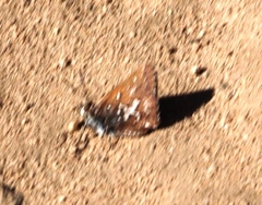 Aloeides thyra thyra