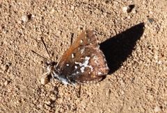 Aloeides thyra thyra