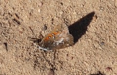 Aloeides thyra thyra