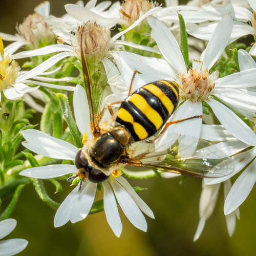 Unknown species found near Spring Lake Regional Park, Scott, Minnesota, United States